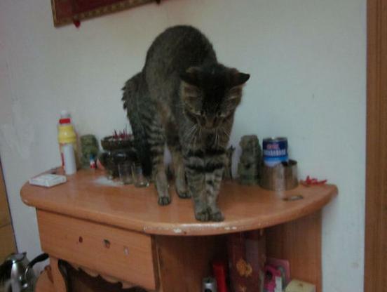 喵星人从天而降,喵星人被吓从天而降