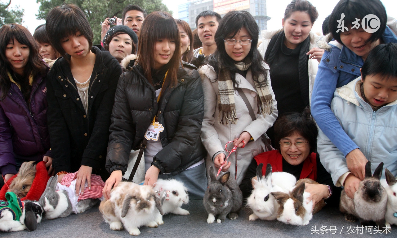 饲养小兔子的基本方法是,新手怎么养小的兔子长不大