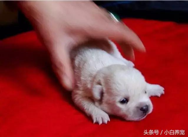 狗贩常用骗术和购犬须知,狗贩子买狗注意事项