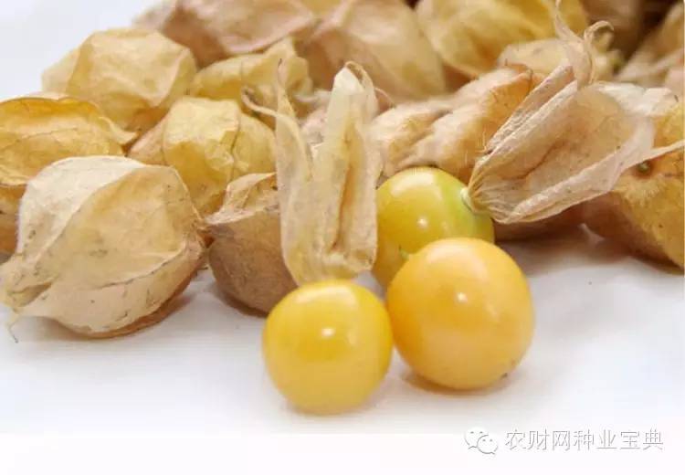 反季节大棚赚钱吗,反季节种植成本提高多少