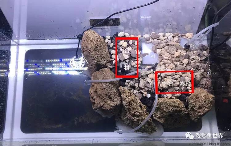 原生水陆缸开缸过程,超美摄影师