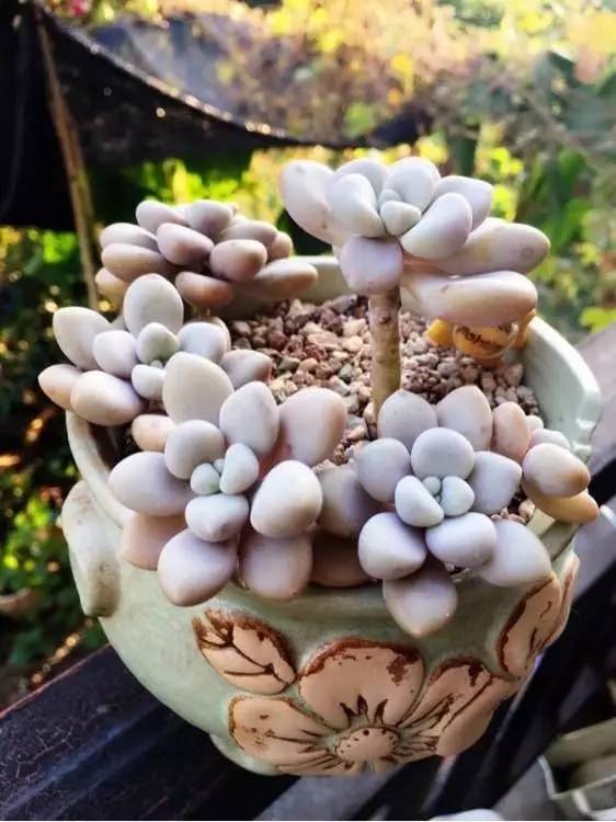 入坑仅1年，他的肉肉竟然全都大变样？！这真的是同一颗肉肉吗？