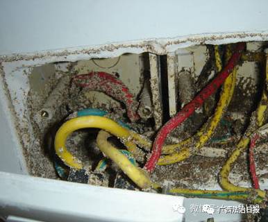 南宁市虫害防治,南宁园林白蚁防治方法