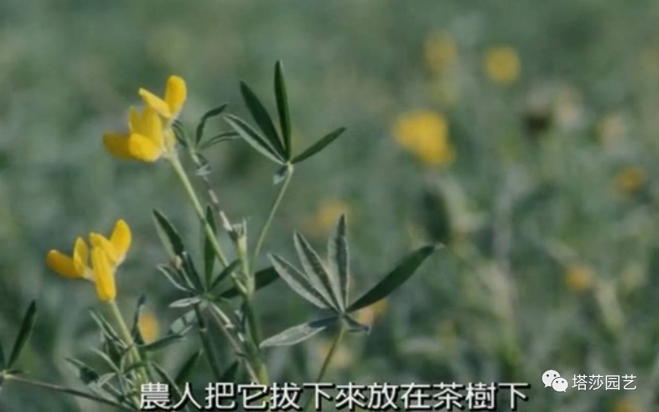 除了康乃馨以外送给妈妈什么花,代表母亲的花是康乃馨