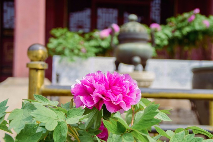 一个单反·踏春北上错过北奥，错过APEC，终于！我这一个小老百姓来到了皇城根底下