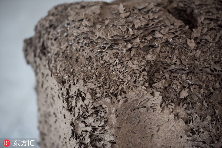 房屋出现巨大白蚁巢穴,别墅家里挖出巨型白蚁巢