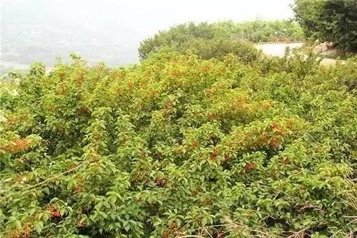 再有人问来五莲该怎样玩，就把这篇文章甩给TA