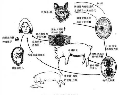 怀孕时养狗狗有问题吗,怀孕养狗会导致胎停吗