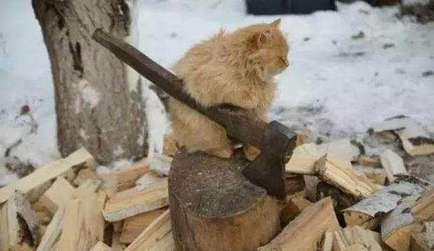 猫咪为了吃到肉有多努力,猫咪为了干饭努力的身影真感动