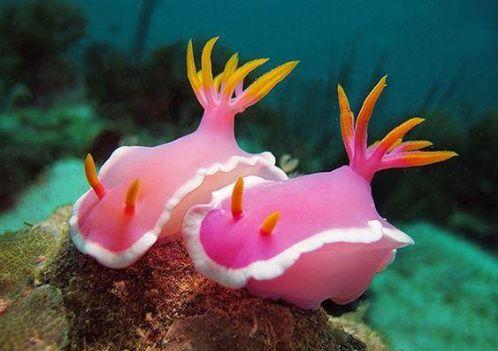 我们常见的蜗牛可不可以吃,蜗牛难道也可以吃吗