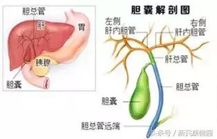 急性胆囊炎后续该注意什么,急性胆囊炎保守治疗护理重点