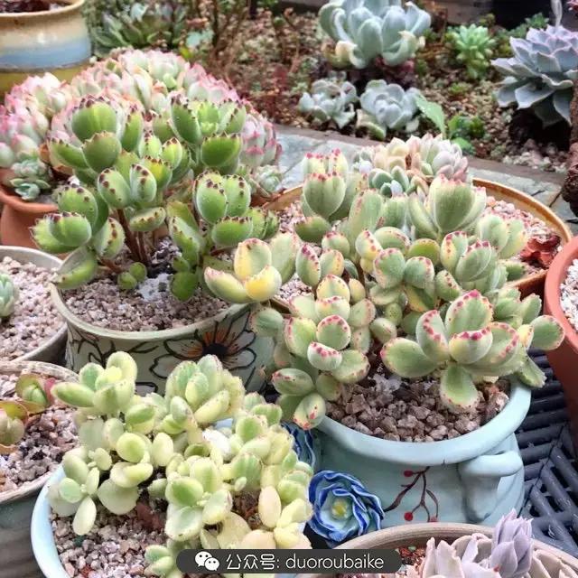 好养又耐看的多肉小老桩,好养活又漂亮的多肉老桩