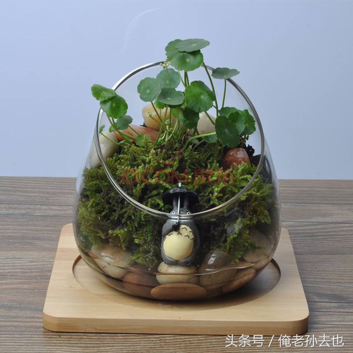 制作生态瓶发现了什么,制作生态瓶你发现了什么