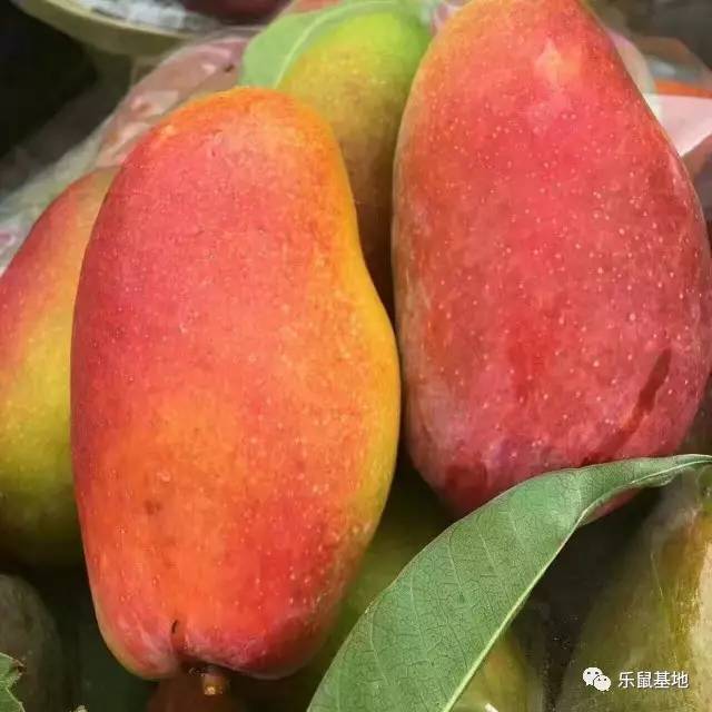 芒果的发展史 (一分钟带你了解芒果)