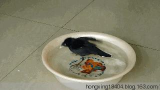 雏鹩怎么喂养,宠物鹦鹉饲养教程