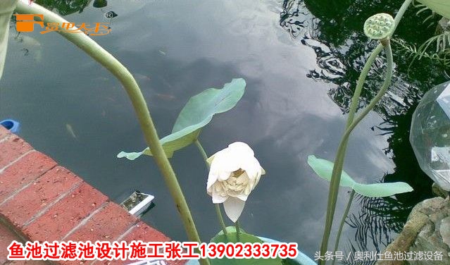 大型鱼池建造过程及施工方法,省钱鱼池建造过程及施工方法