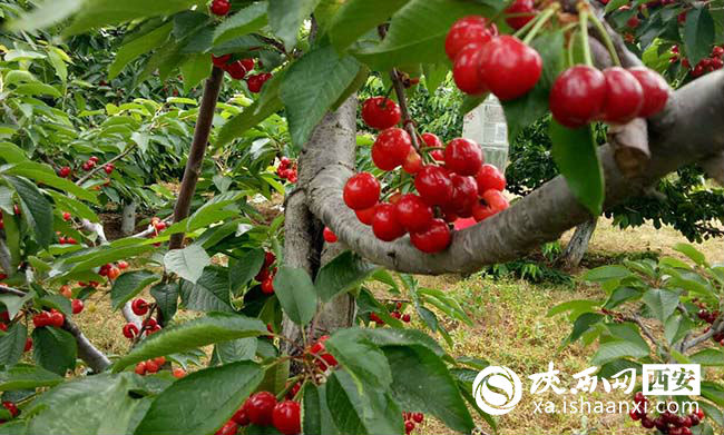 樱桃红了你来摘不摘,樱桃红了等你来采摘