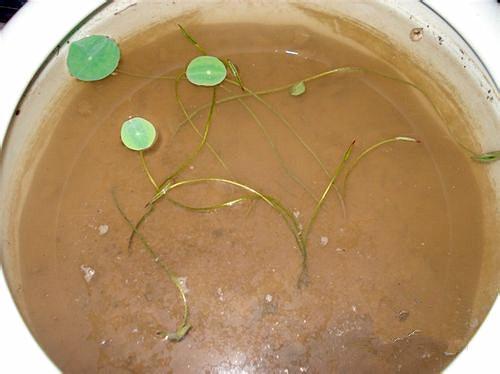 碗莲发完芽之后应该怎么养殖,用碗莲的种子养殖多久可以开花