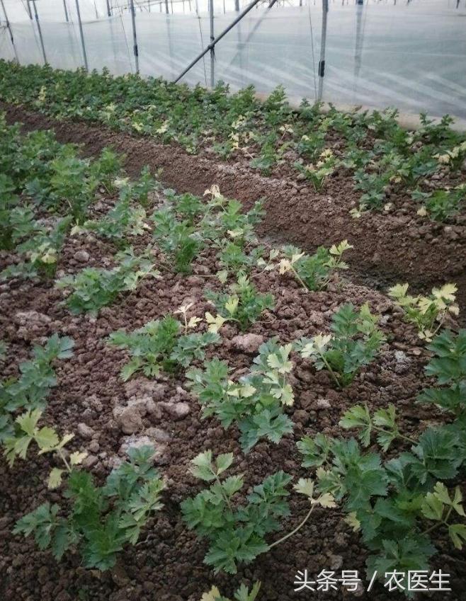 茄子灰霉病的最佳防治方法,茄子灰霉病打什么药好