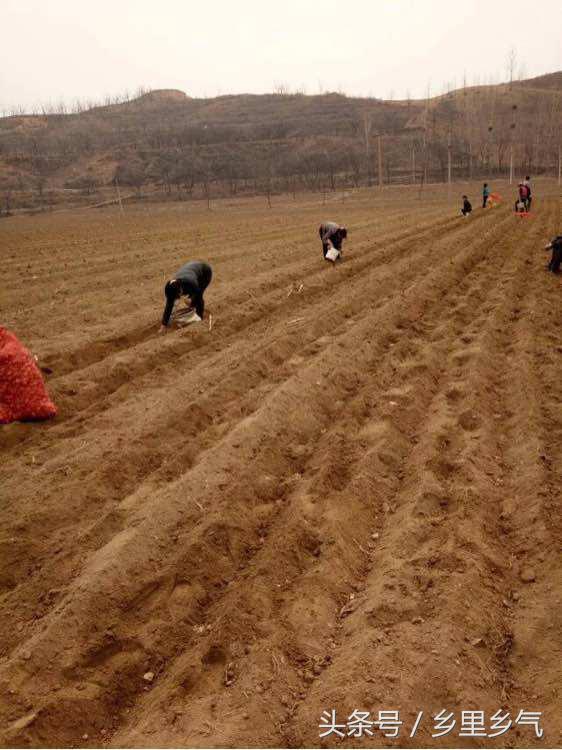 农村种植致富都有哪些好项目,农村种植致富的20个项目排行榜