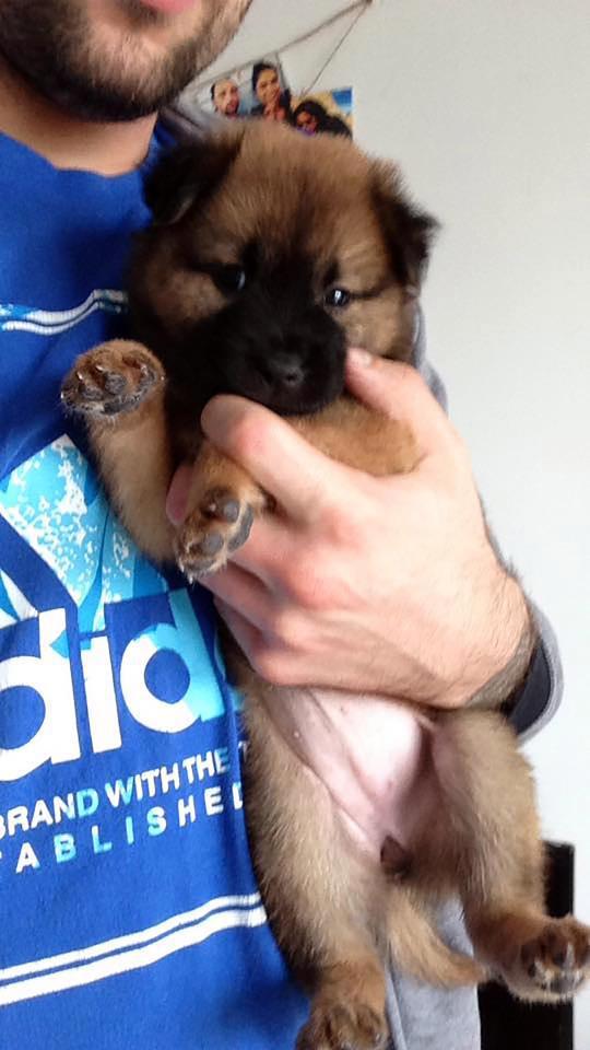 英男子因语言不通闹出笑话，狗狗送宠物店被剪成狮子！