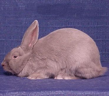 兔子的种类一共有多少种,兔子一共有多少种种类