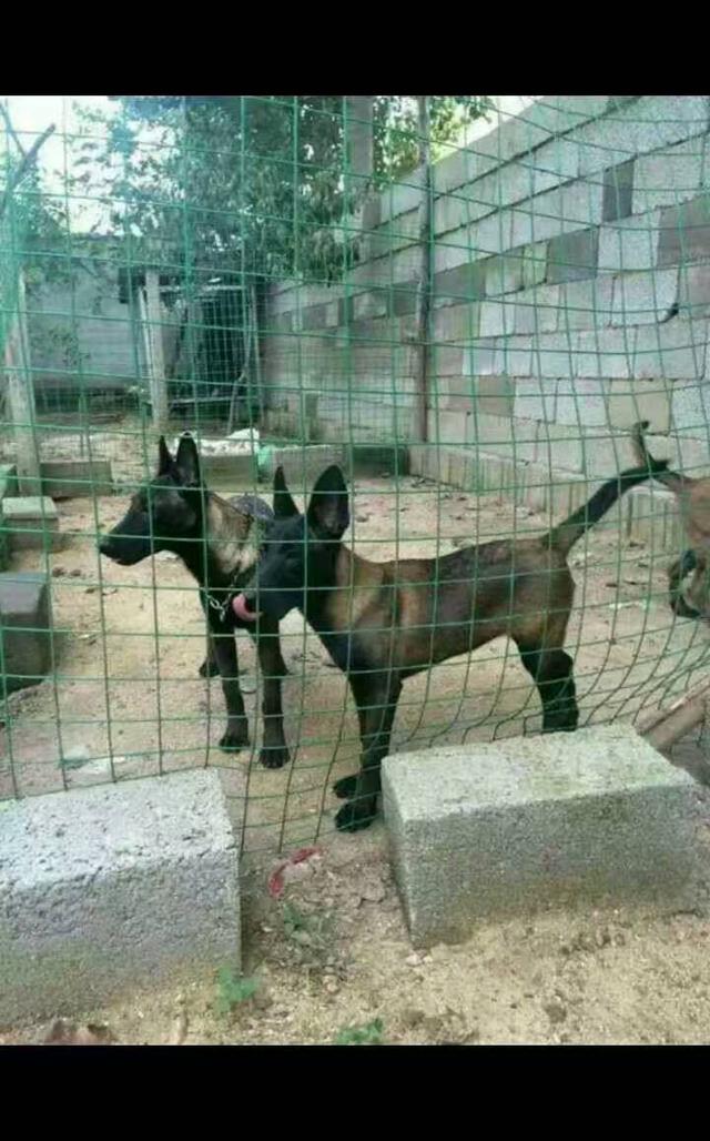 什么样的马犬才是军犬,大耳朵马犬和小耳朵马犬啥血统