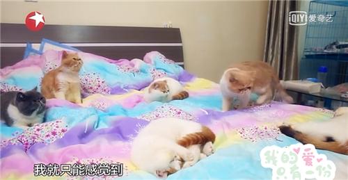 人猫共存空间设计,两只公猫两只母猫的房间怎么设计