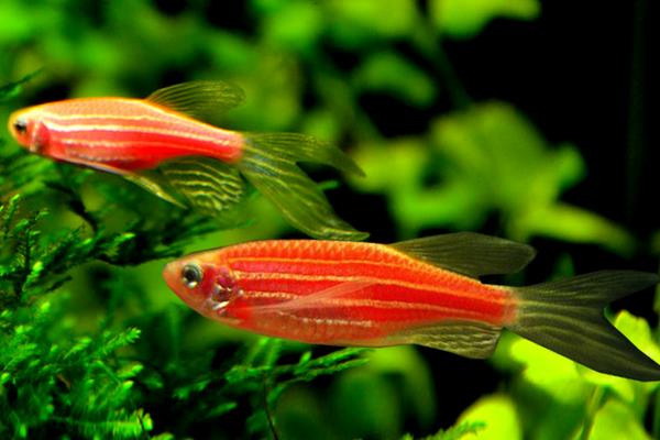 造景草缸灯,造景缸必养工具鱼