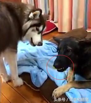 阿拉斯加犬又乖巧又不咬人,阿拉斯加犬霸气瞬间