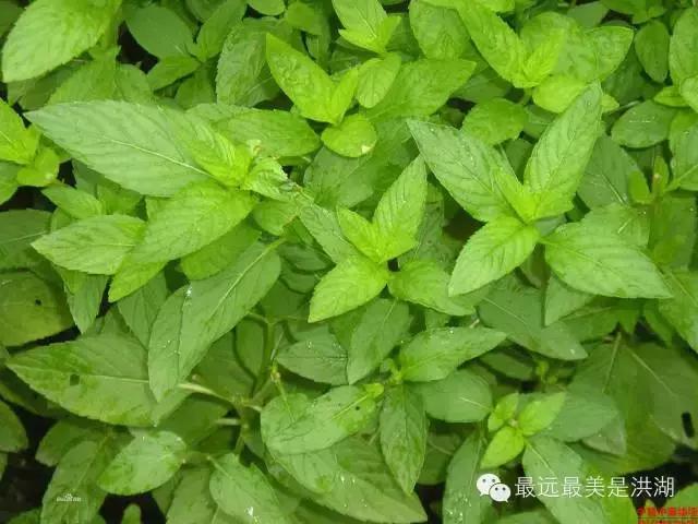 农村随处可见的野草,农村随处可见的草也能卖