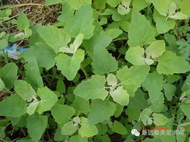 农村随处可见的野草,农村随处可见的草也能卖