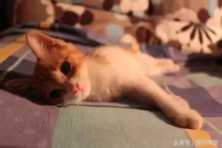 猫百科全书内容,猫百科怎么学的