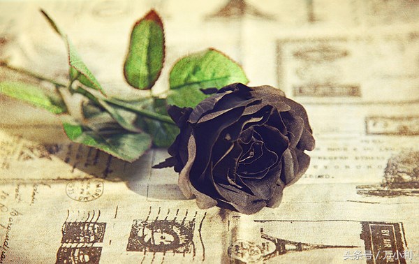 520送花文字表达,520送花花语玫瑰