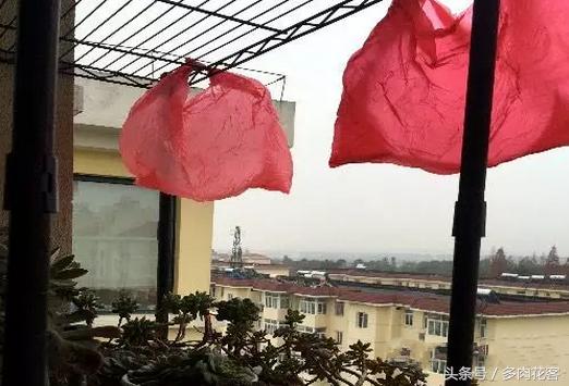 多肉怎样防止鸟偷袭,露台养多肉怎么防鸟