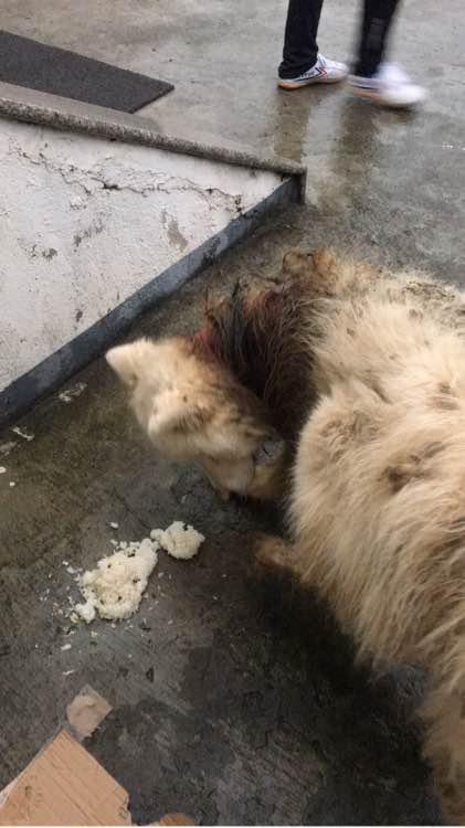 萨摩耶发出臭味,好心人二话不说直接给抱去了医院