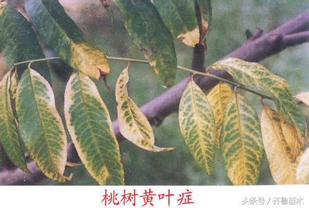 桃树叶片发黄症状及防治措施,对症下药才是关键!