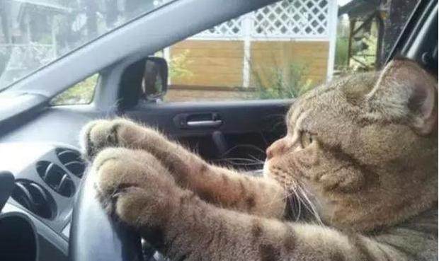 猫咪为了吃到肉有多努力,猫咪为了干饭努力的身影真感动