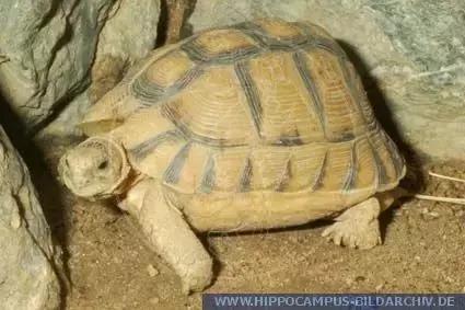 它被人冠以“小安格”的名号,却比真的安哥更金贵