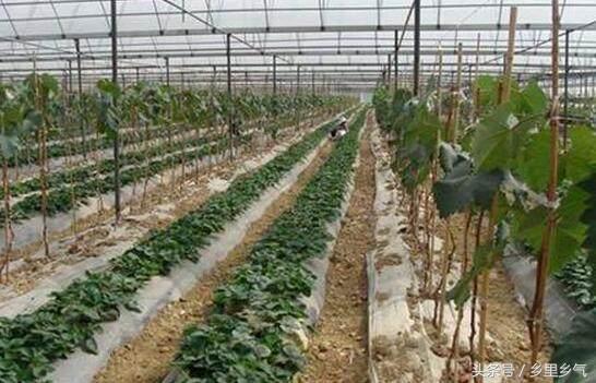 农民增收好项目,农民种植致富新项目