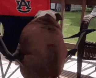 功夫猫搞笑动态图片,搞笑蓝猫gif动图