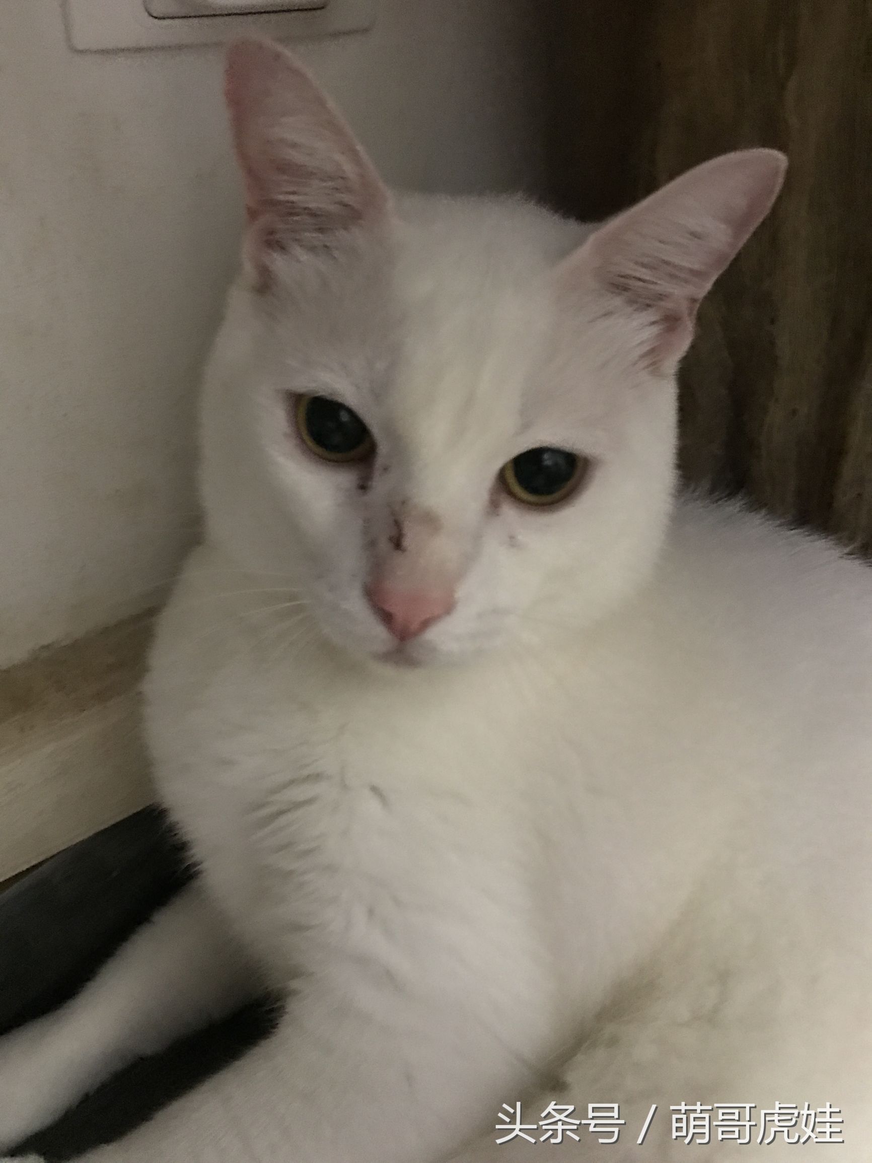 小猫胖胖的不爱动,小猫很胖但是脸却不圆