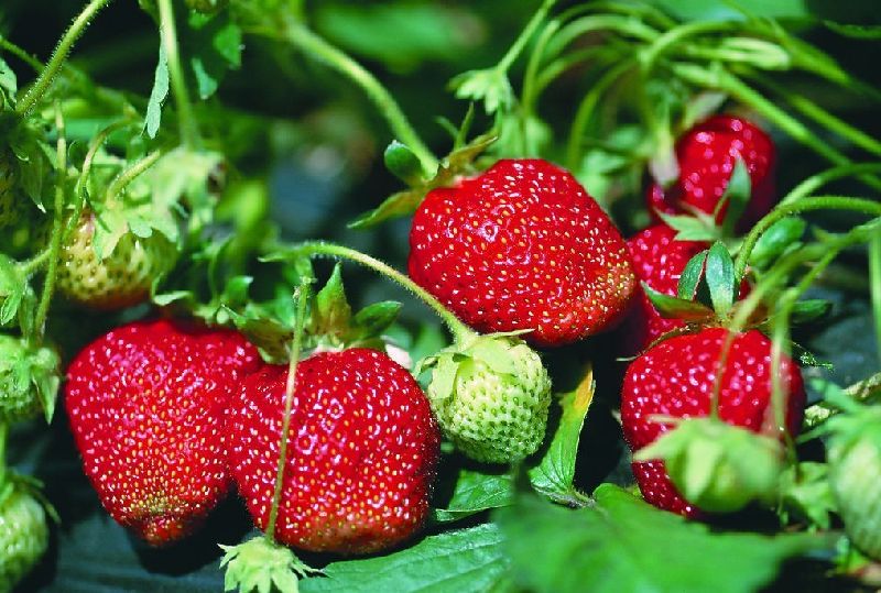 你认为西红柿是一种蔬菜还是水果,西红柿是水果还是蔬菜