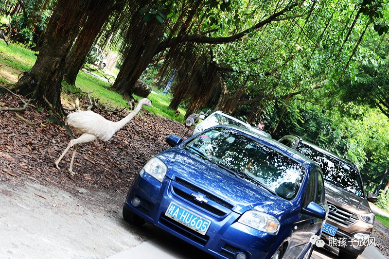 广州长隆野生动物园游玩攻略,广州长隆野生动物园攻略自由行