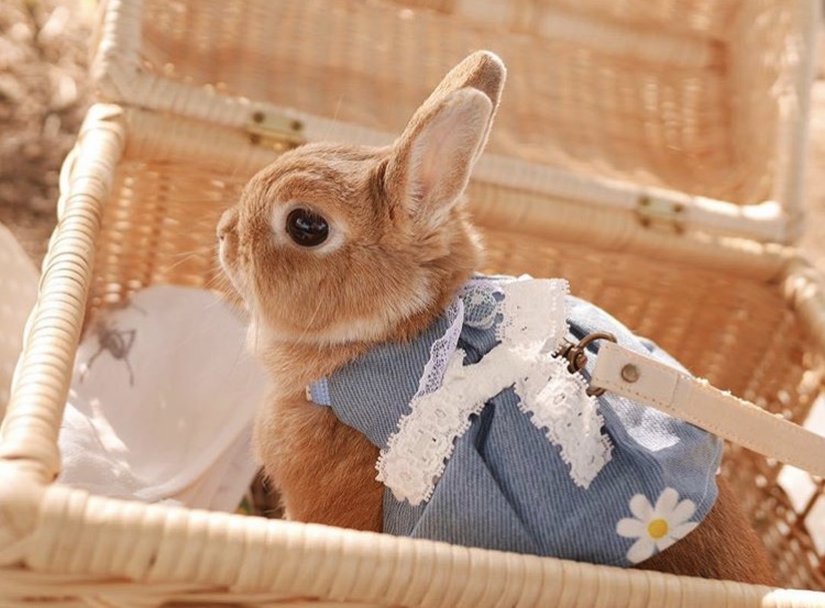 如果你养兔子了会怎样,养一只兔子会寂寞吗