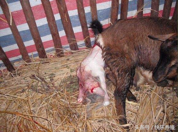 母羊胎衣不下还能继续生产吗,母羊胎衣不下怎么办