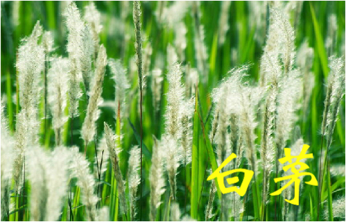 农村常见的43种中草药,农村常见却被忽略的草药