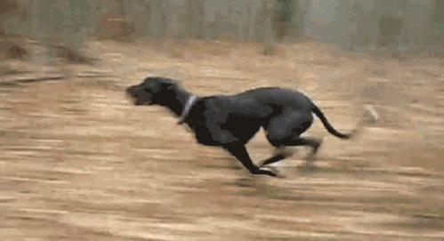 狗狗出门疯跑怎么办,狗狗出门乱窜怎样纠正