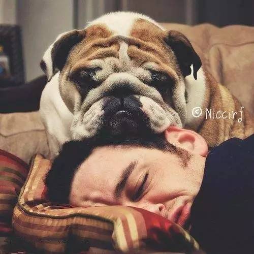 什么人不适合养英牛,都说养宠物的人情商高温柔体贴