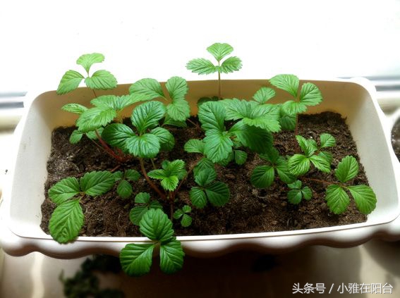 从种子开始种草莓能结果吗,用种子种草莓能种得出来吗